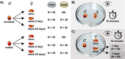 Mating with dead conspecifics in an invasive ladybird is affected by male sexual fasting and time since the female’s death